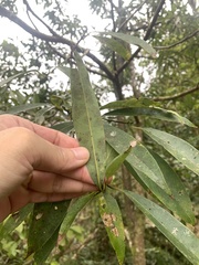 Machilus zuihoensis mushaensis