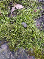 Hypnum cupressiforme