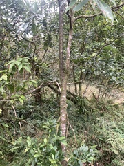 Machilus zuihoensis mushaensis