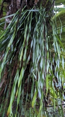 Haplopteris elongata