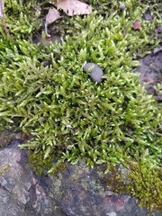 Hypnum cupressiforme