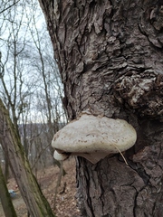 Fomes fomentarius
