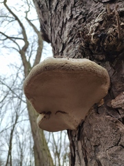 Fomes fomentarius