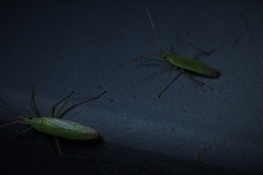 Trigonotylus