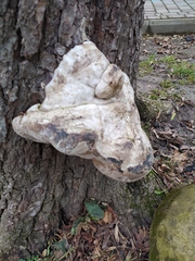 Fomes fomentarius
