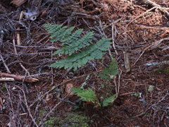 Dryopteris paleolata