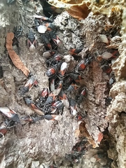 Oxycarenus lavaterae