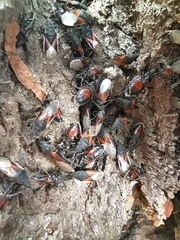 Oxycarenus lavaterae