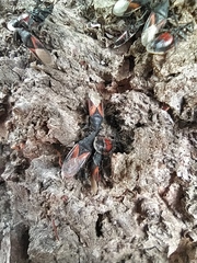 Oxycarenus lavaterae