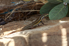 Trachylepis quinquetaeniata
