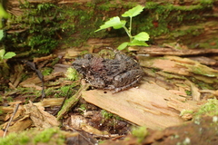 Fejervarya kawamurai