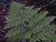 Dryopteris peranema