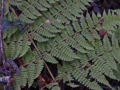 Dryopteris peranema
