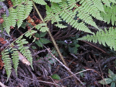 Dryopteris peranema