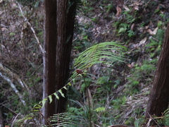 Diplopterygium glaucum
