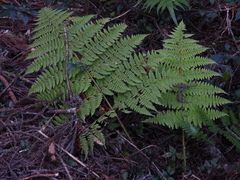 Dryopteris peranema