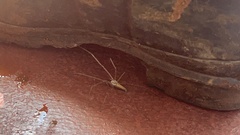 Euprosthenops