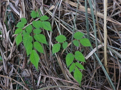 Astilbe longicarpa