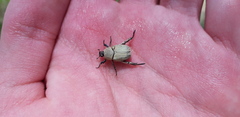 Hoplia chlorophana