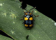 Aplosonyx quadripustulatus