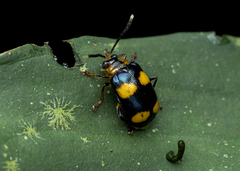 Aplosonyx quadripustulatus