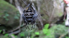 Caerostris sexcuspidata