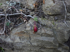 Tripterospermum luzonense