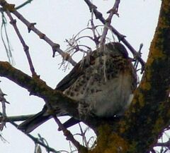 Turdus pilaris