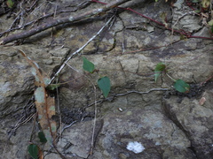 Tripterospermum luzonense