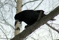 Corvus frugilegus
