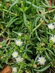 Delosperma herbeum