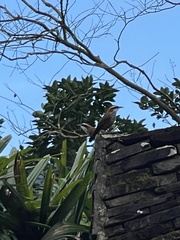 Pomatorhinus musicus