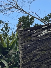 Pomatorhinus musicus