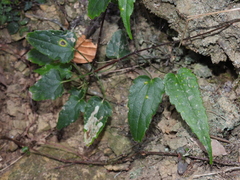 Smilax riparia