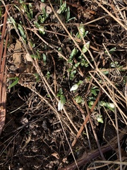 Galanthus nivalis