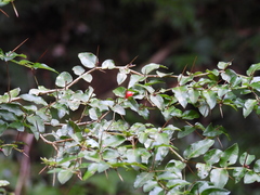 Damnacanthus indicus
