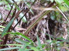 Dryopteris peranema