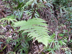 Dryopteris peranema