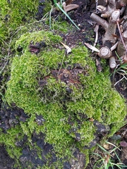 Hypnum cupressiforme