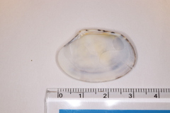 Ruditapes philippinarum