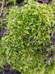 Hypnum cupressiforme