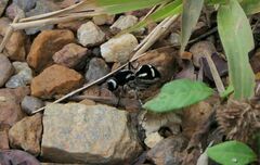 Traumatomutilla indica