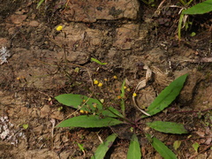 Ixeridium laevigatum