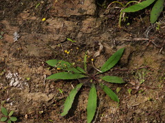 Ixeridium laevigatum