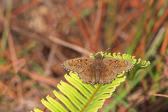 Caprona alida