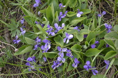 Viola ambigua