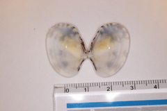 Ruditapes philippinarum