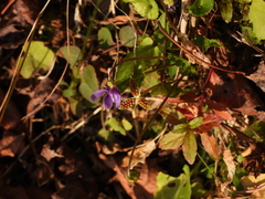 Viola inconspicua nagasakiensis