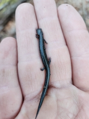 Plethodon richmondi