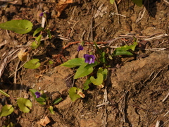 Viola inconspicua nagasakiensis